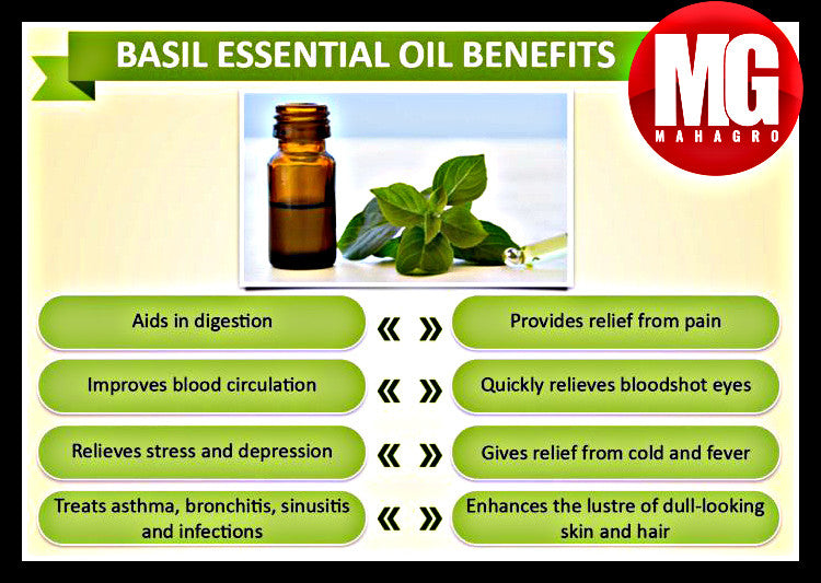 Basil Essential Oil Benefits MahaGro