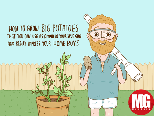 How to grow big organic potatoes