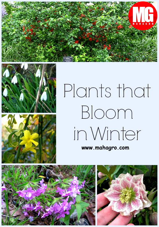 6 easy-maintenance plants you can grow in winter