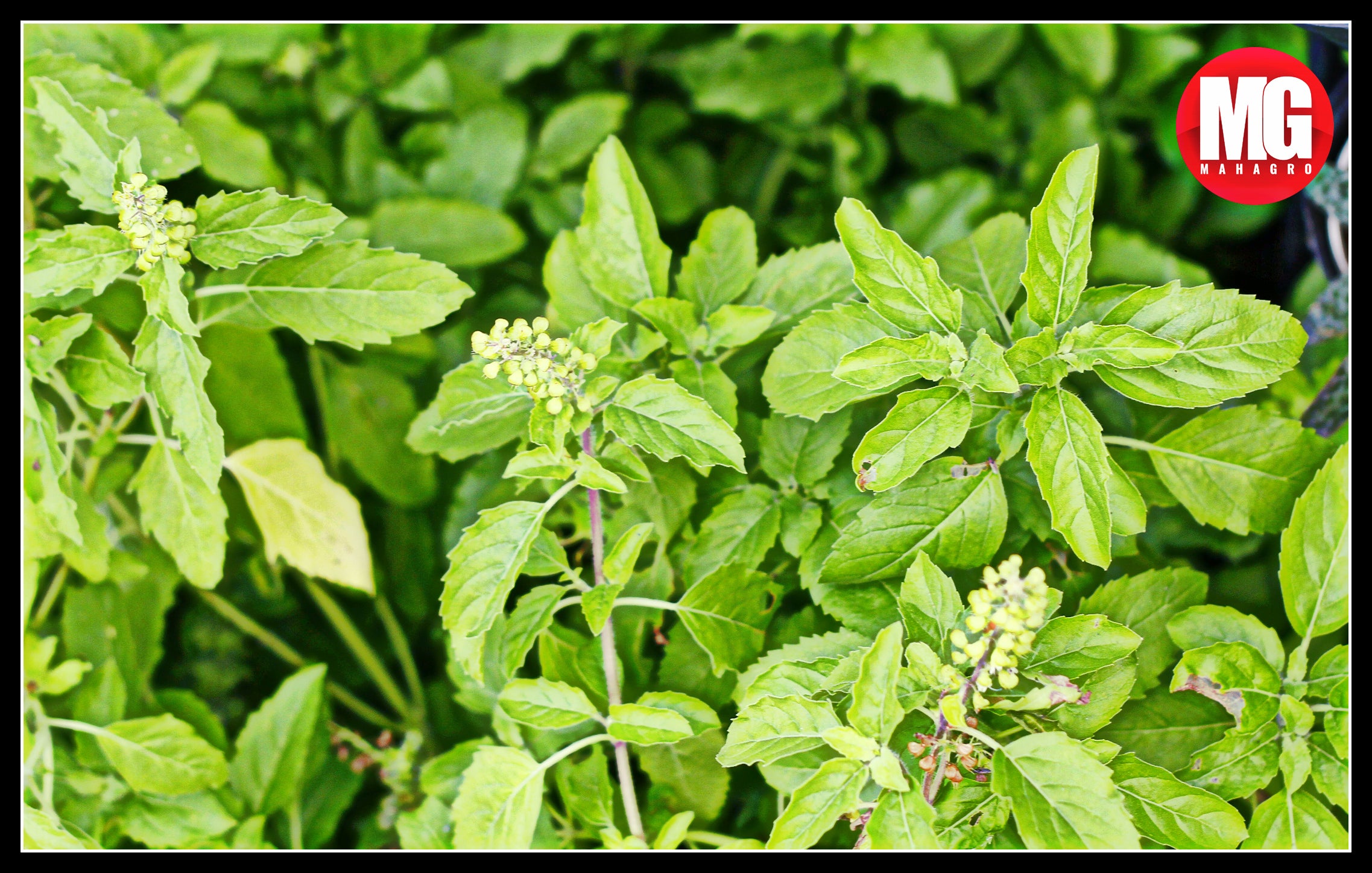 How to grow & care for Tulsi Plant? – MahaGro®