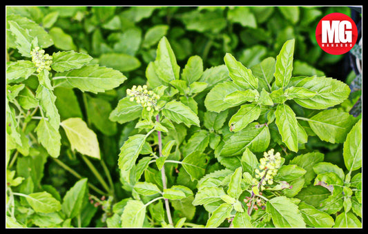 How to grow & care for Tulsi Plant?