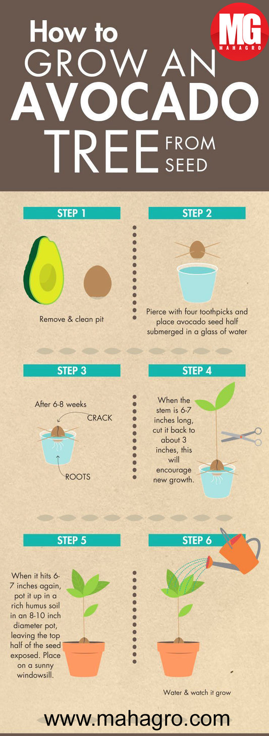 How to grow an avocado tree from seed