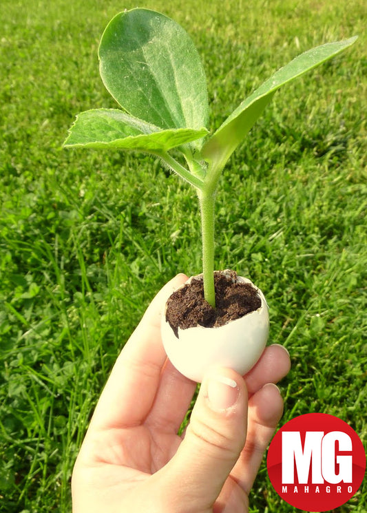 Using Eggshells in the Garden