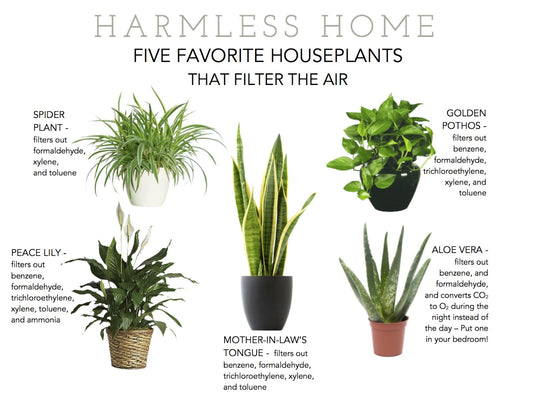 Plants to Improve Air Quality