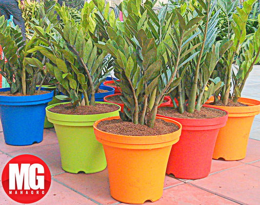 Common Container Gardening Mistakes