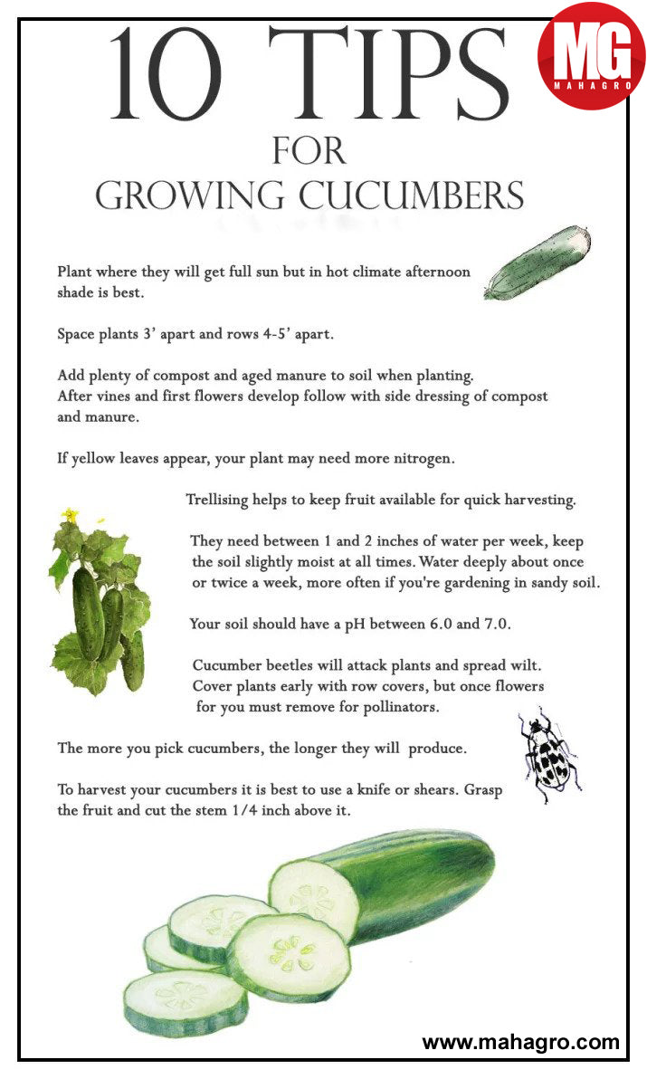 10 tips for growing cucumbers