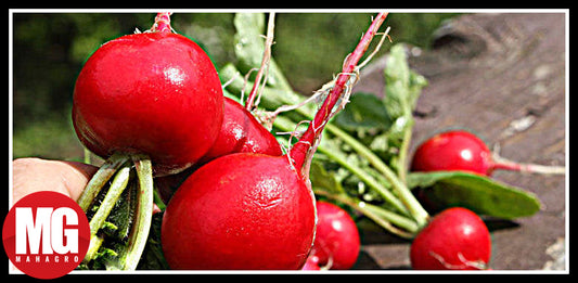 8 Truths About Growing Radishes