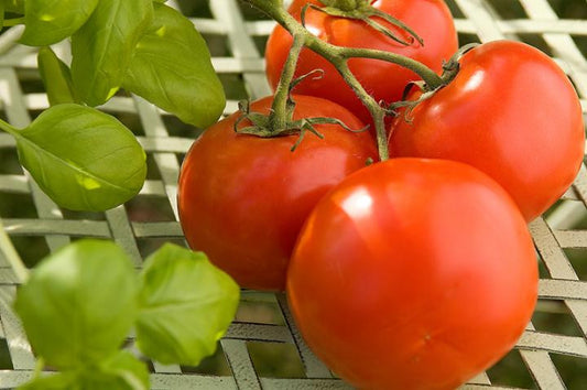 Terrace Gardening tips- Growing Tomatoes in 10 easy steps