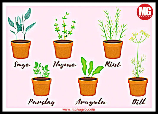 What are the useful herbs that you can grow in pots?