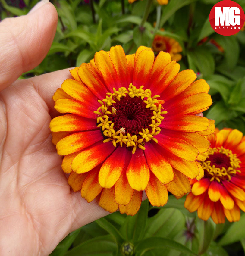 Growing Zinnias – Tips on How to Plant Zinnias